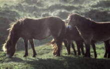 My Little Ponies